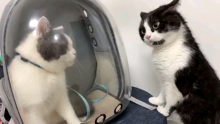 看到朋友寄养的小家伙觉得自己被绿了的蠢猫╰(*´︶`*)╯